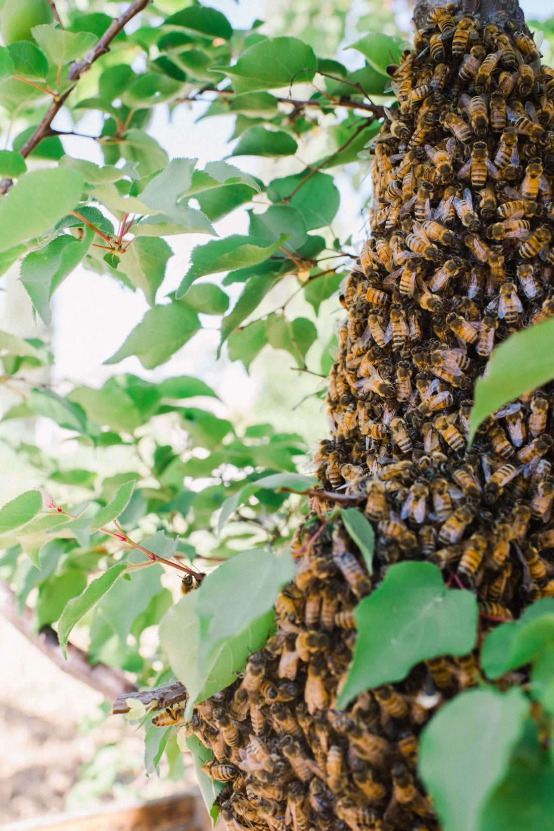 What happens when bees swarm? - Happy Organics