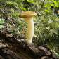 King Oyster Mushroom Beeswax Candle