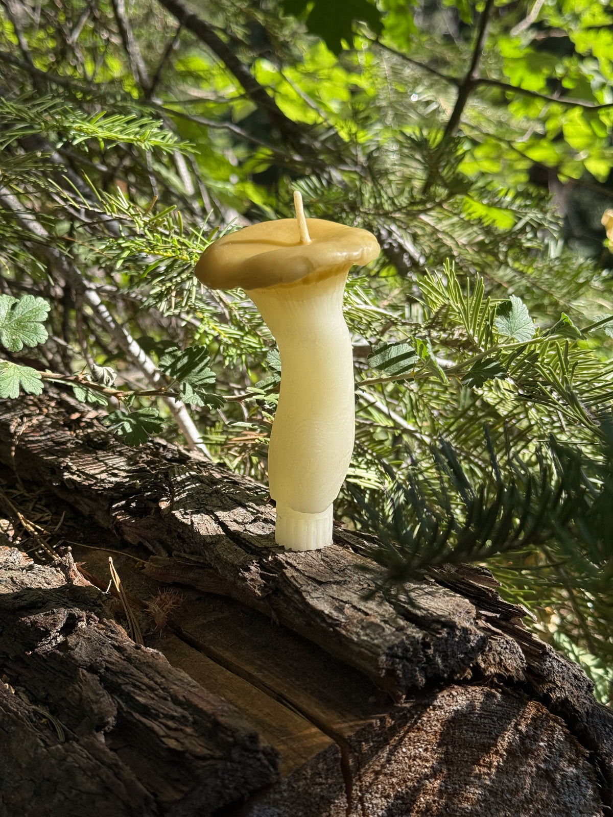 King Oyster Mushroom Beeswax Candle